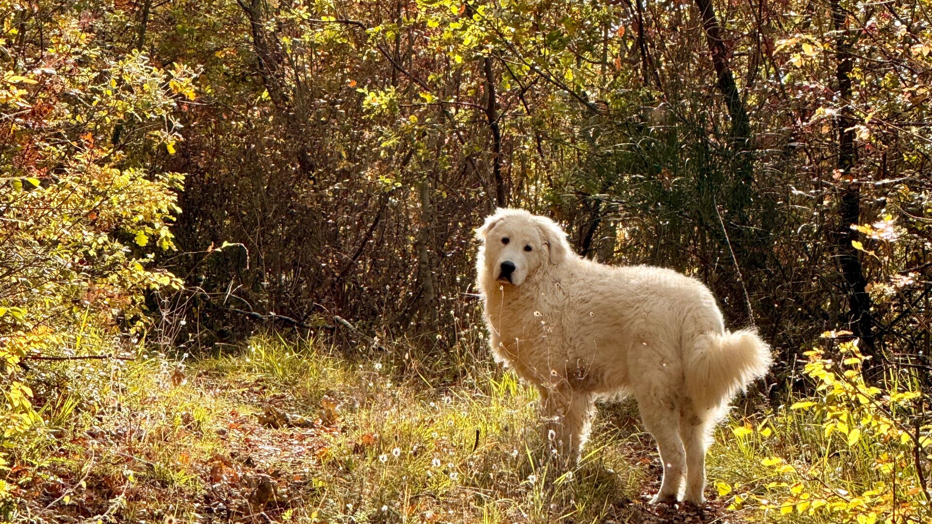 Vacanza Con Il Cane • Majellando